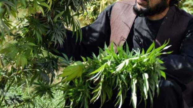 رهبر طالبان: کشت گیاه بنگ مطلقاً ممنوع است