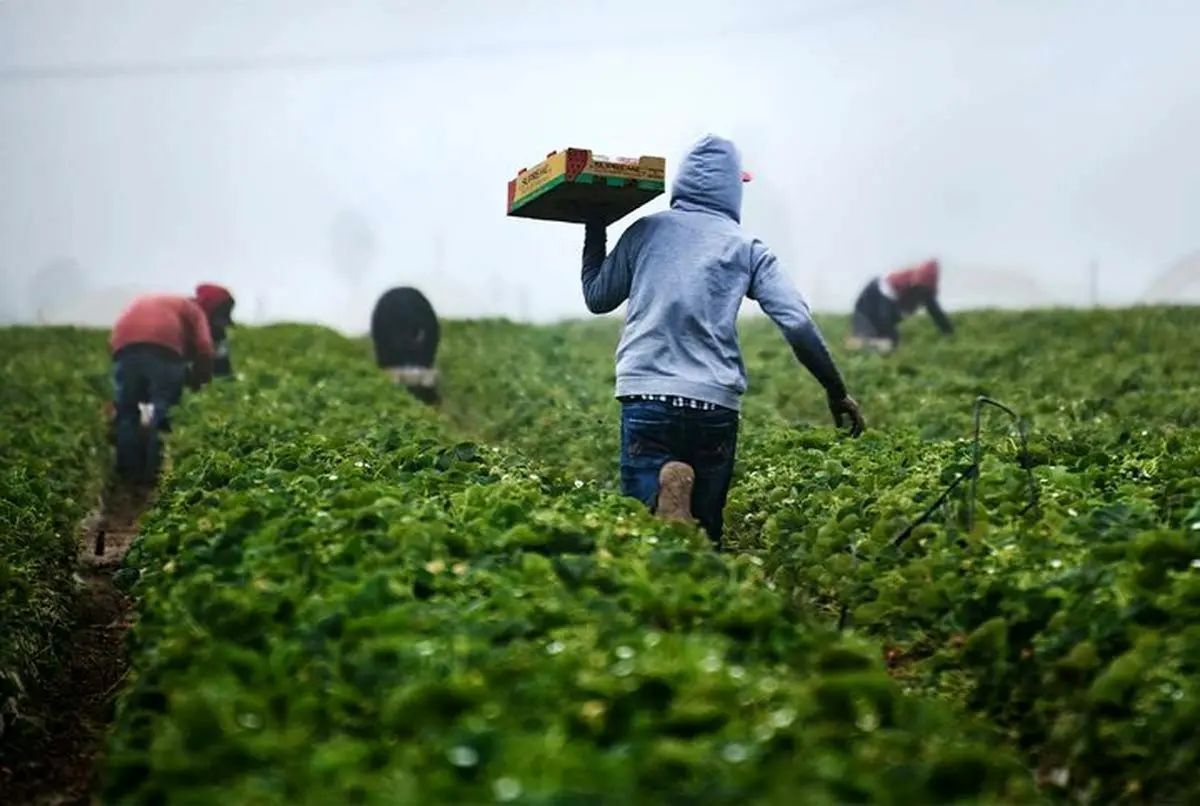 وزیر جهاد کشاورزی: جلسه شورای قیمت گذاری کالاهای اساسی پس از هفته دولت برگزار میشود
