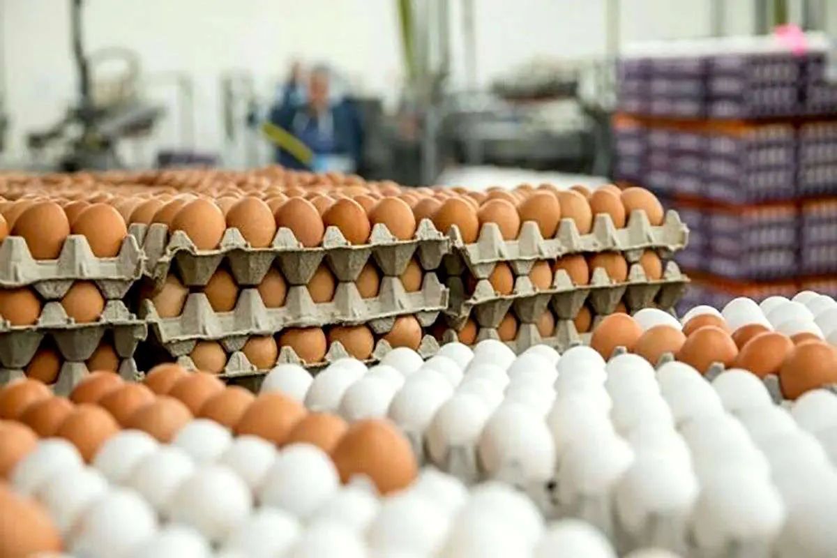 مهر: افزایش دمای هوا قیمت تخم‌ مرغ را به ۴۰ هزار تومان کاهش داد