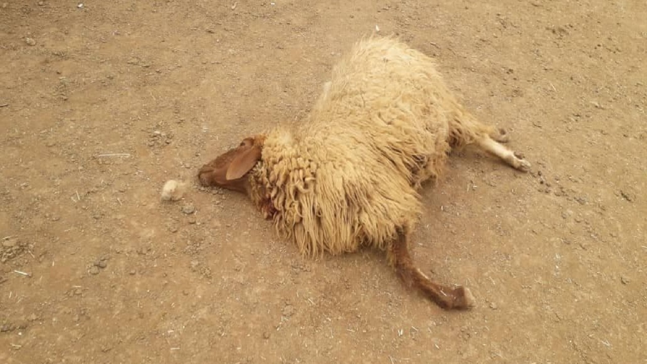 تلف شدن ۳۰ گوسفند و ۶ الاغ بر اثر مصرف آب آلوده در بجنورد