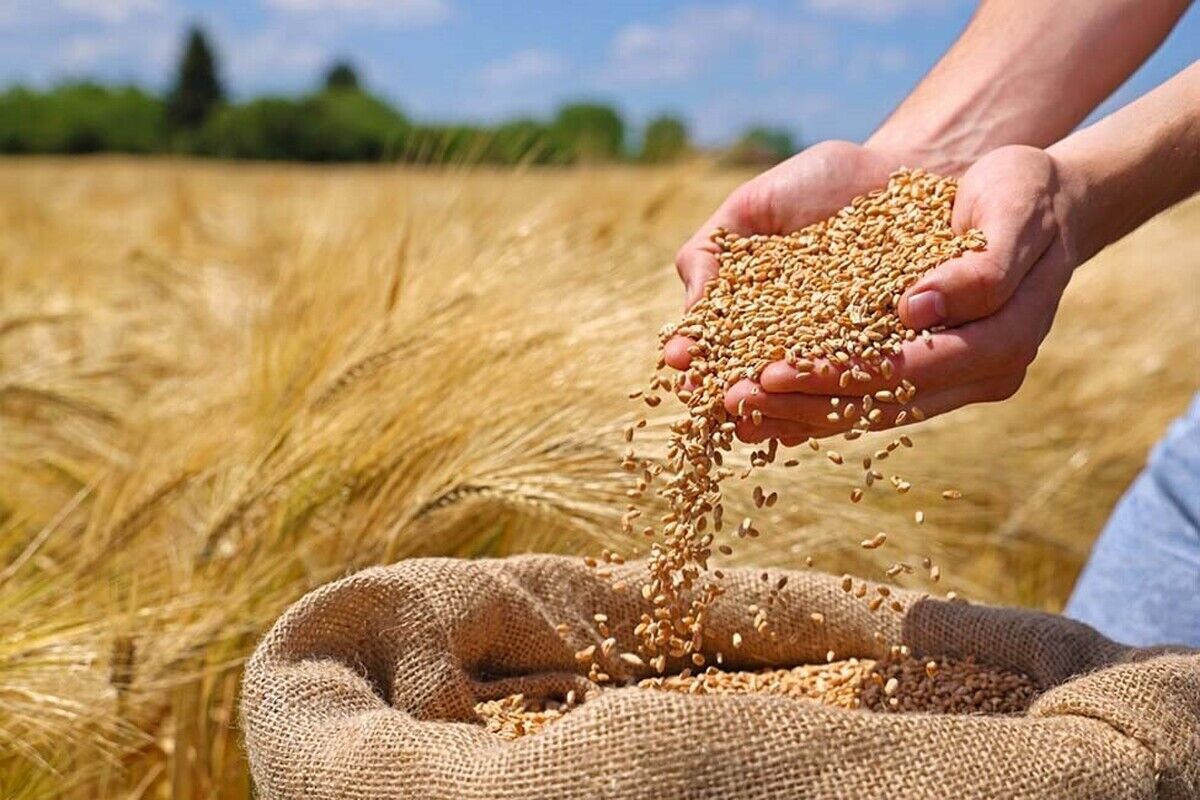 پیشنهاد گندم ۳۲ هزار تومانی رای نیاورد