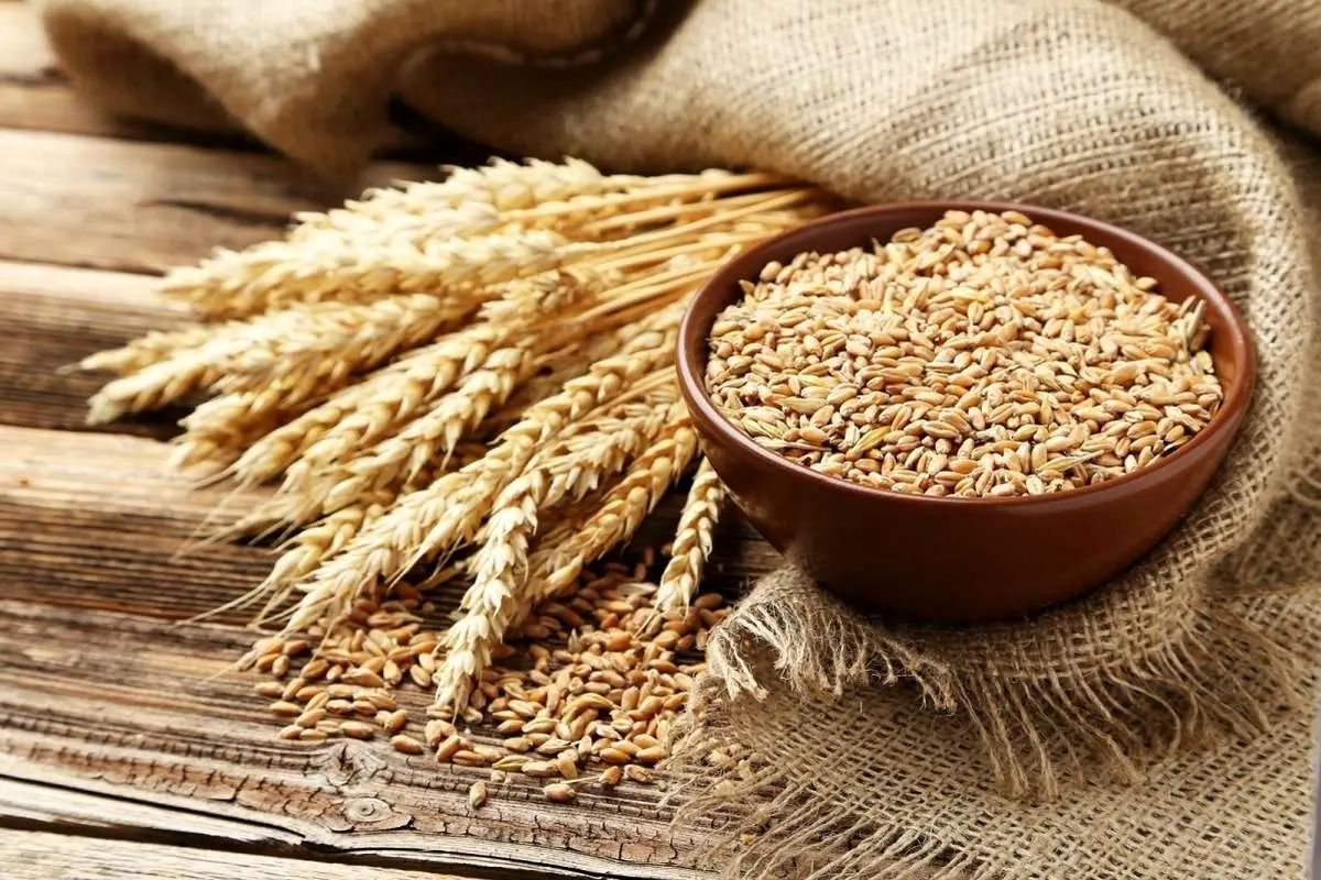 بنیاد ملی گندم‌کاران: نرخ پیشنهادی خرید گندم بر اساس محاسبات هزینه تولید و سود متعارف، ۳۲ هزار و ۵۰۰ تومان برای هر کیلوگرم است