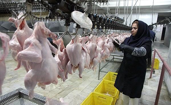 قیمت مرغ امروز ۲۱ مهر ۱۴۰۴