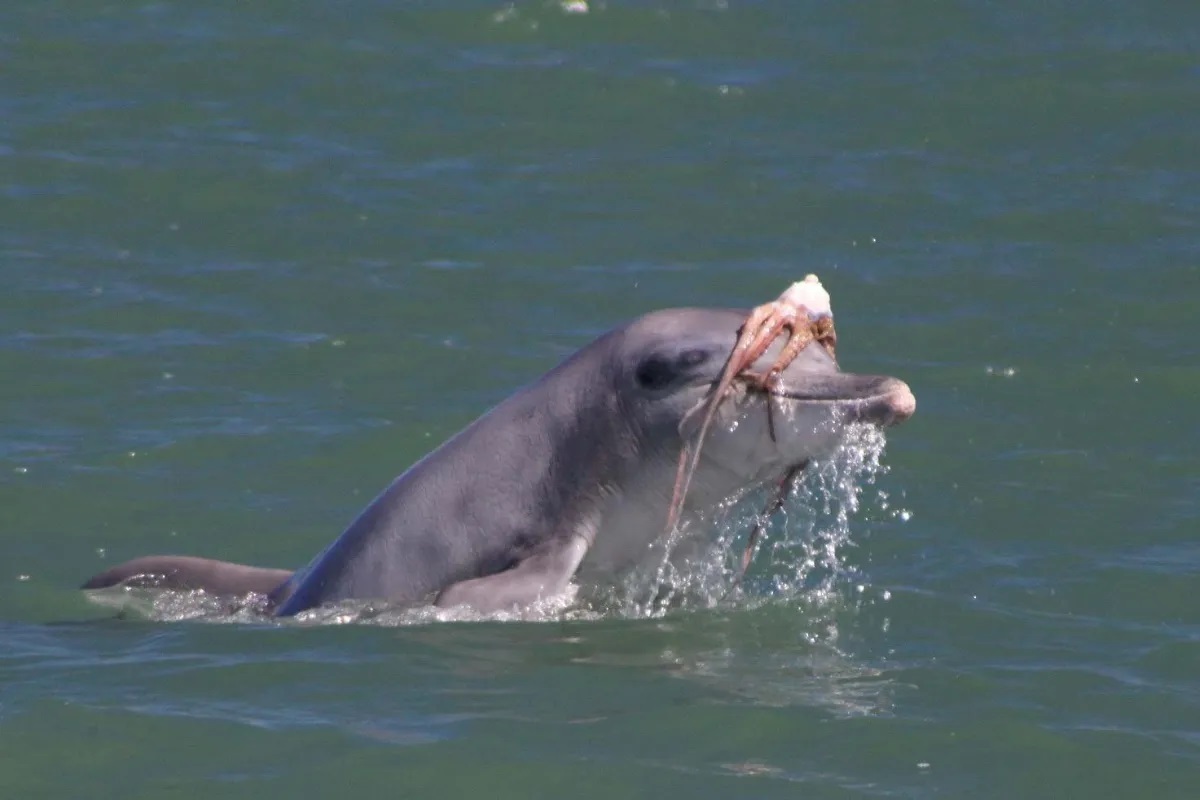 مد دریایی عجیب؛ دلفینها برای دلربایی از مادهها روی سرشان کلاهگیس میگذارند مد دریایی عجیب؛ دلفینها برای دلربایی از مادهها روی سرشان کلاهگیس میگذارند