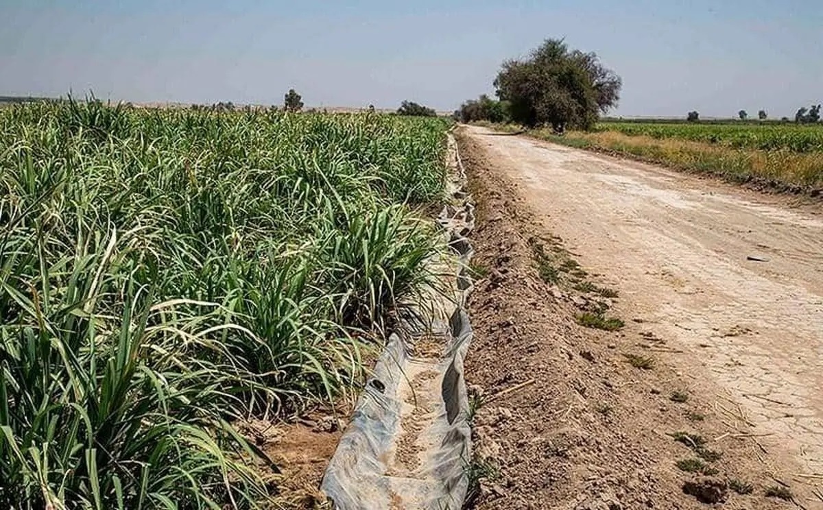 کاهش ناگهانی آب، مزارع هفت‌تپه را در آستانه خشکی قرار داد