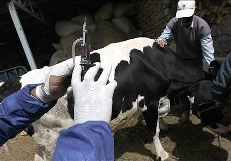 سازمان دامپزشکی: تب برفکی کنترل شد / اقدامات به موقع دامپزشکی مانع از وارد آمدن خسارتی بالغ بر ۴۰ هزار میلیارد تومان به دامداران شد سازمان دامپزشکی: تب برفکی کنترل شد / اقدامات به موقع دامپزشکی مانع از وارد آمدن خسارتی بالغ بر ۴۰ هزار میلیارد تومان به دامداران شد