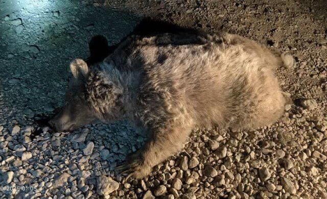 مرگ خرس قهوه‌ای بر اثر تصادف در سرچهان فارس