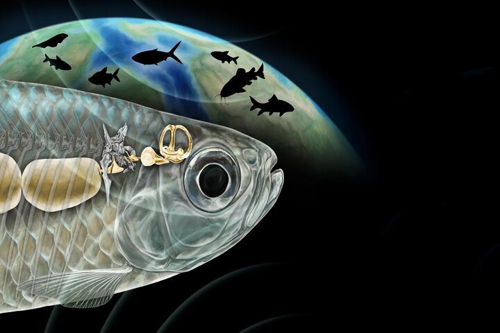 ماهی باستانی با شنوایی شبیه انسان، دانشمندان را شگفت‌زده کرد