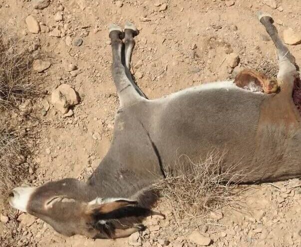 محیط زیست هرمزگان: کشتار الاغ‌های بی‌صاحب در میناب را پیگیری می‌کنیم