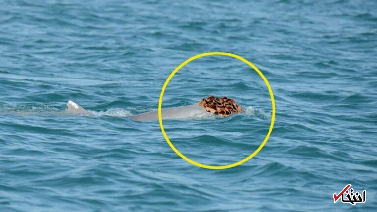 دلفین‌ها در حال استفاده از «کلاه‌های اسفنج دریایی» برای جلب توجه ماده‌ها دیده شدند