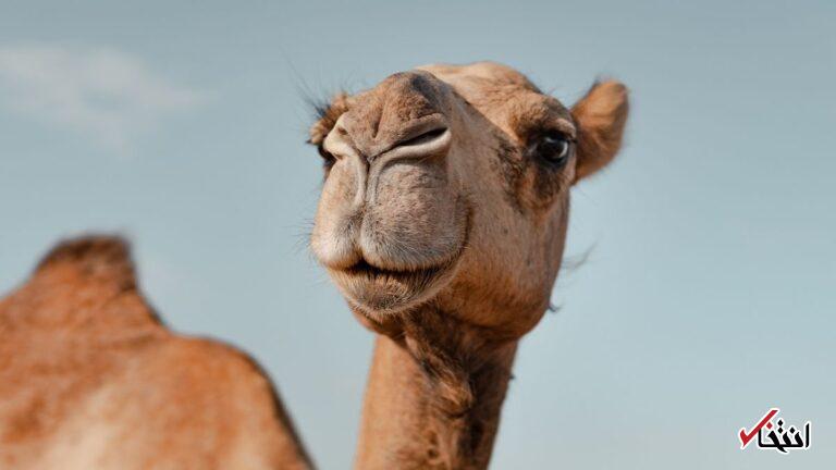 پروتئینی منحصربه‌فرد در بدن شترها و لاماها ممکن است از مغز در برابر آلزایمر محافظت کند