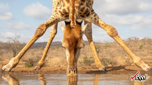 دلیل شگفت‌انگیز اینکه چرا زرافه‌ها پاهای بسیار بلندی دارند