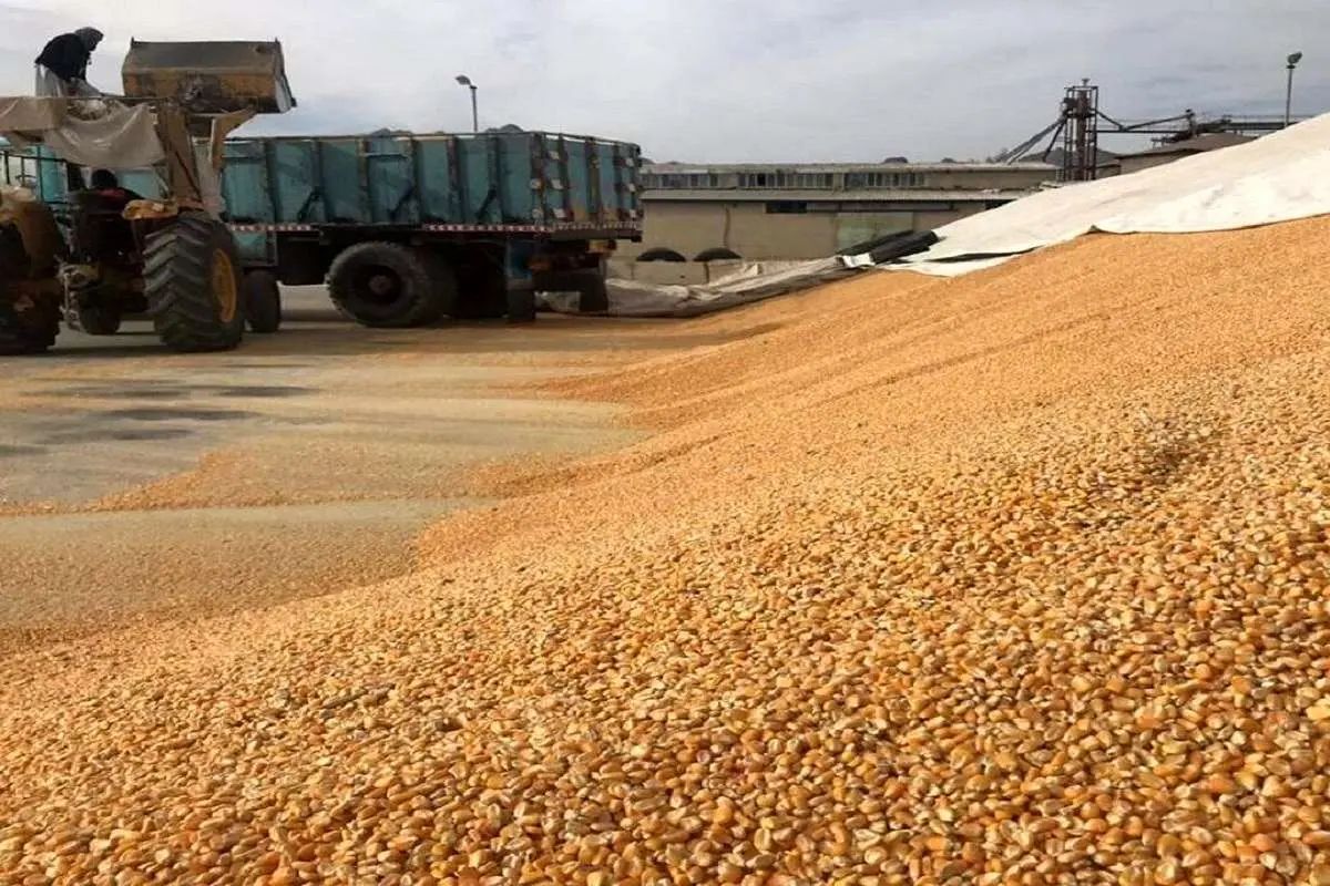 سخنگوی قوه قضائیه: برای مدیرعامل چهار شرکت که در ارتباط با نهاده‌های دامی، صد‌ها هزار تن خالی فروشی کرده بودند، پرونده تشکیل شده