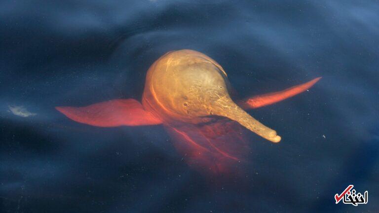 دریاچه‌های آمازون داغ‌تر از جکوزی شدند و صدها دلفین را کشتند