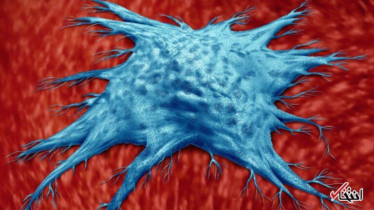 دانشمندان نوع ویژه‌ای از سلول ایمنی را کشف کرده‌اند که روند پیری را کند می‌کند