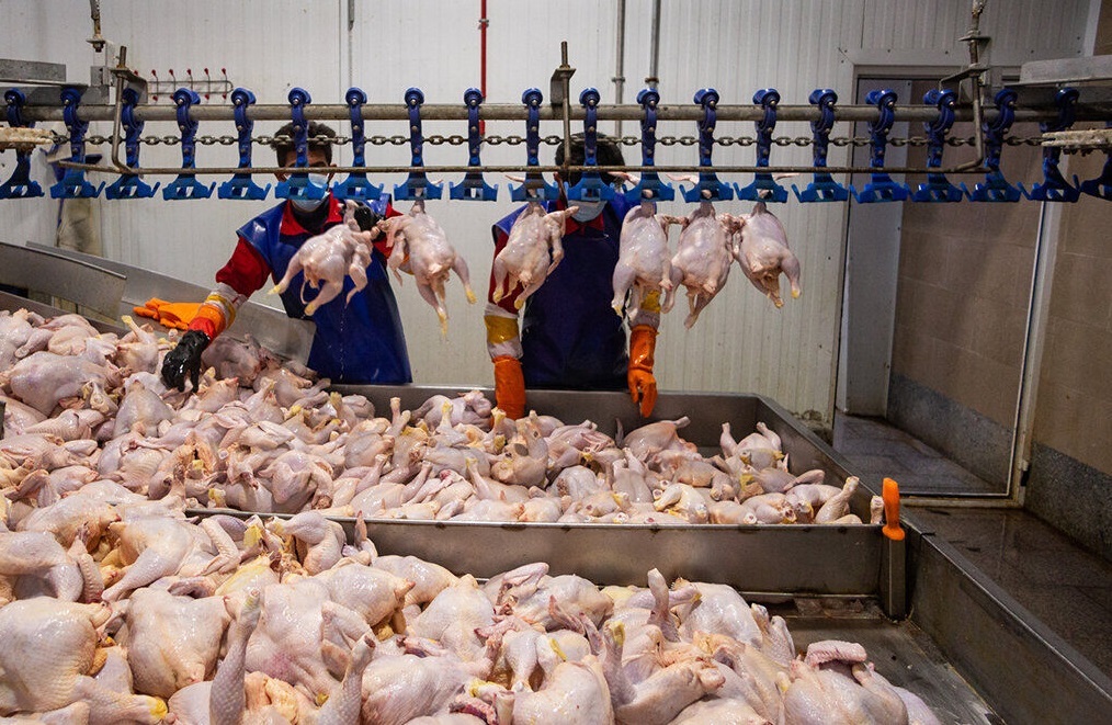 قیمت مرغ امروز ۱ آذر ۱۴۰۴