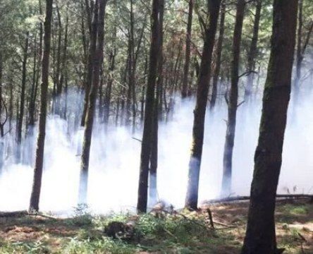 منابع طبیعی: حریق دو هکتاری در جنگل های آستارا مهار شد