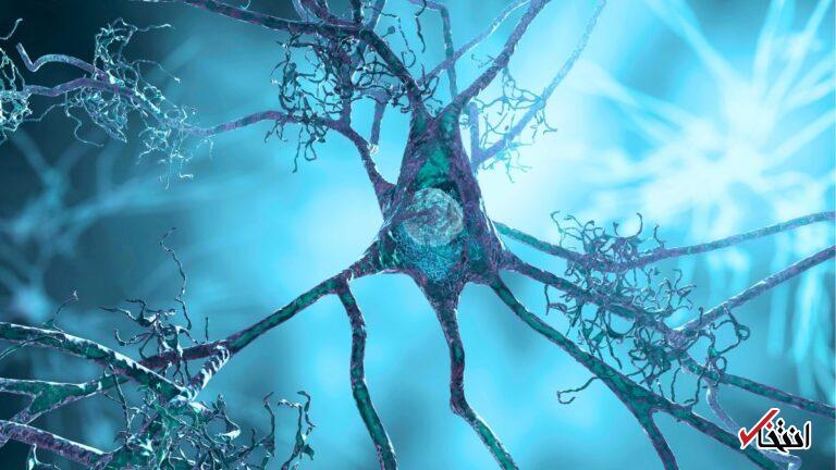 مکملی برای فشار خون بالا، نشانه‌های آلزایمر را در موش‌ها پاک کرد