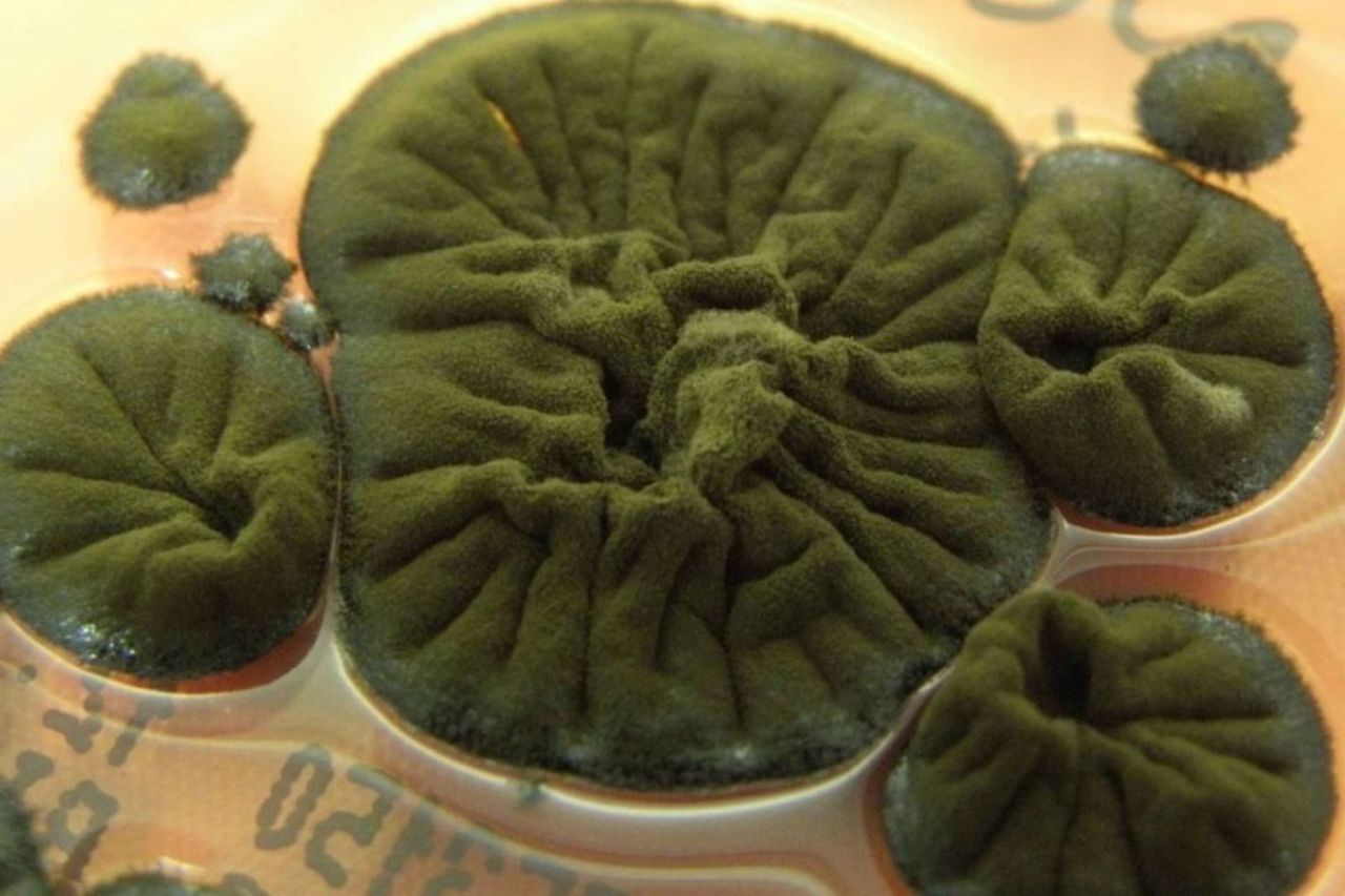 راز سرسخت‌ترین بازمانده چرنوبیل؛ قارچی که از تشعشعات تغذیه می‌کند