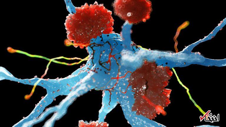 وقتی دفاع مغز تبدیل به سلاح ضدآلزایمر می‌شود