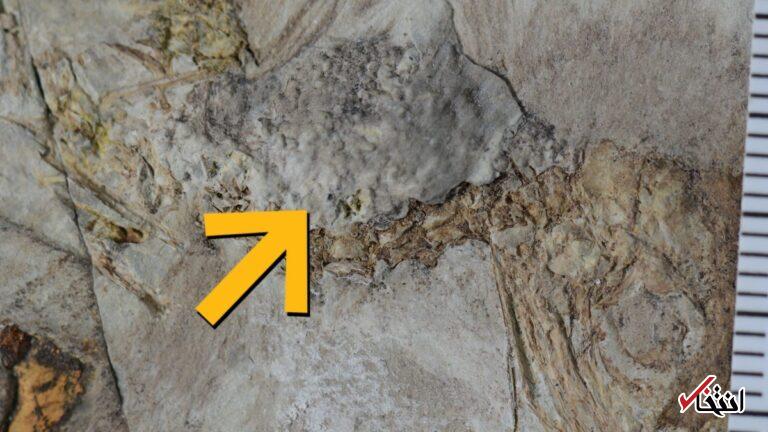 این پرندهٔ ماقبل‌تاریخ بر اثر قورت دادن ۸۰۰ سنگ خفه شد