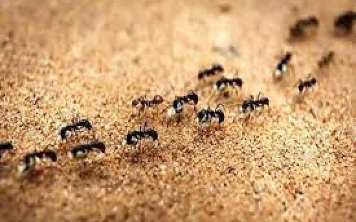 درخواست برای مرگ: فداکاری شگفت‌انگیز مورچه‌های جوان بیمار برای بقای کلنی