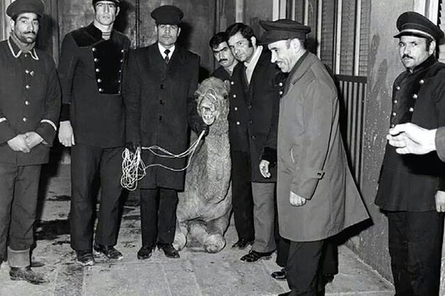 سرنوشت شتری که به حرم امام رضا(ع) پناه برد