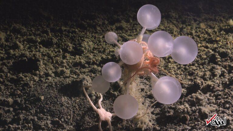 با جدیدترین وحشت اعماق دریا آشنا شوید: اسفنج‌های «گوی مرگ» گوشت‌خوار
