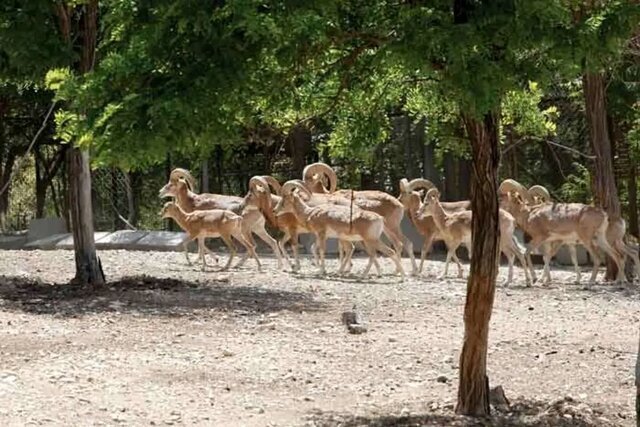 خشکسالی‌، کل و قوچ‌های تپال را به معابر شهری کشاند/ رئیس محیط‌زیست شاهرود: مردم با خرید علوفه نذر طبیعت کنند