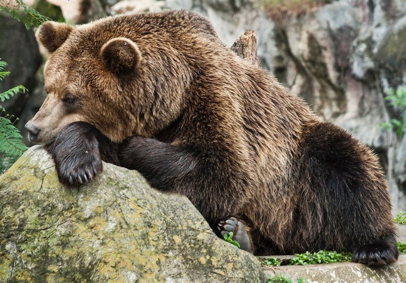 آخرین ضیافت خرس‌ها در جنگل‌های هیرکانی/ چرا خرس‌ها این روزها بیشتر دیده می‌شوند؟