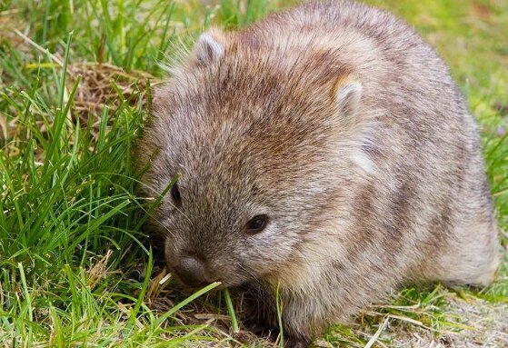 این جانور از مدفوع خود برای دوست‌یابی استفاده می‌کند!