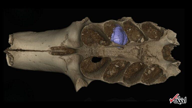 غاری باستانی در کارائیب راز زنبورهایی را فاش می‌کند که درون استخوان‌ها لانه می‌ساختند